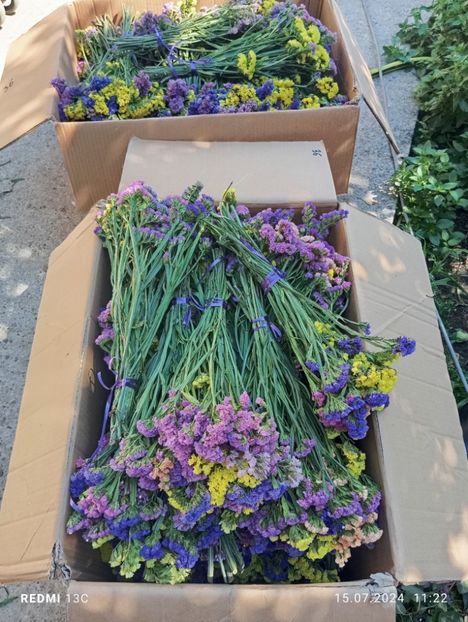 8f883d6b-5b46-48ba-b3ae-21fde013716d-1_all_5158 - Amintiri paie capuri imortele gonfrena limonium și Tatar2024