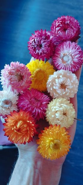 8f883d6b-5b46-48ba-b3ae-21fde013716d-1_all_213 - Amintiri paie capuri imortele gonfrena limonium și Tatar2024