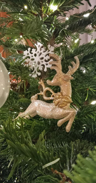 © - 2024 - 04 - 2025 - 00 - Iarna