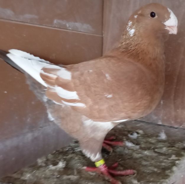 M 2024 - AGH PENTRU 2025