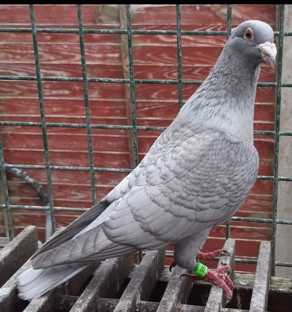  - Nu îmi aparțin 8