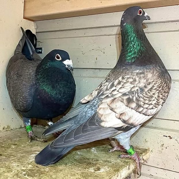  - Nu îmi aparțin 8