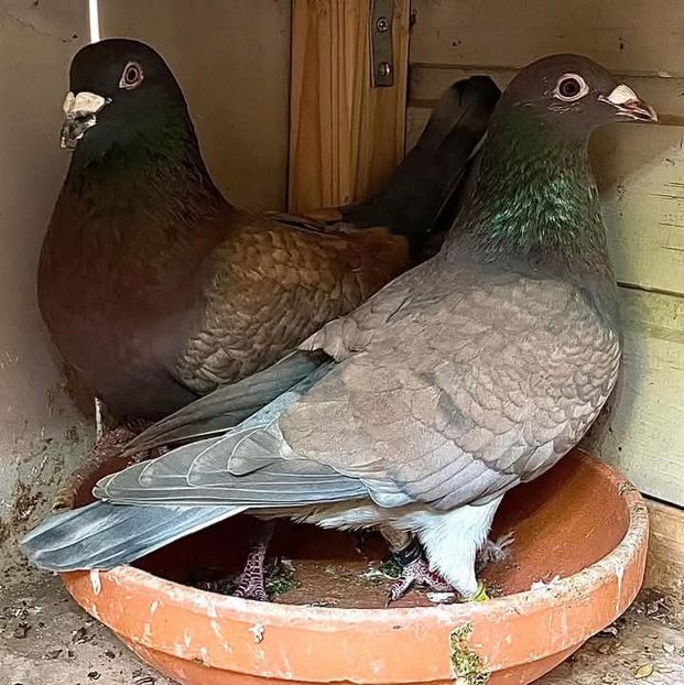  - Nu îmi aparțin 8