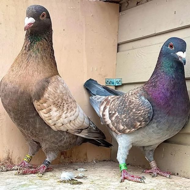  - Nu îmi aparțin 8