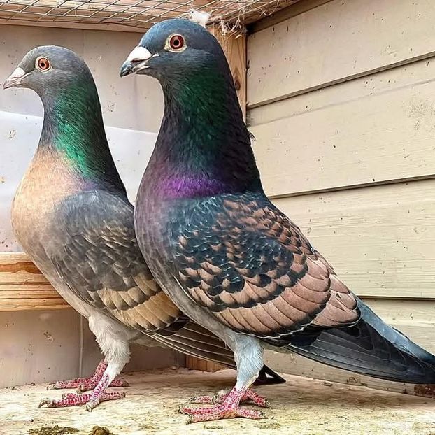  - Nu îmi aparțin 8