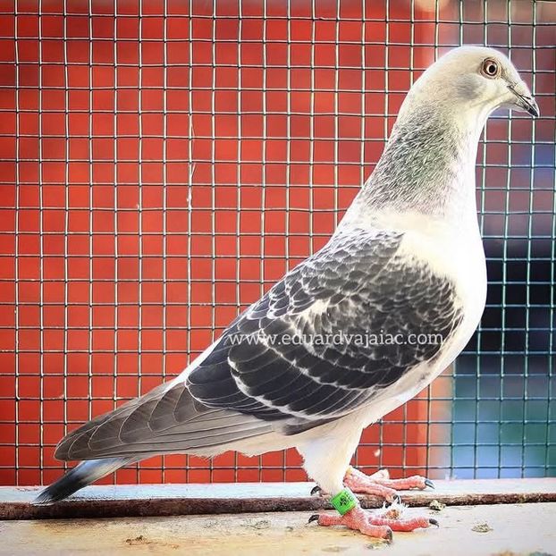  - Nu îmi aparțin 8