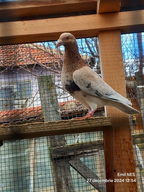  - Nu îmi aparțin 8