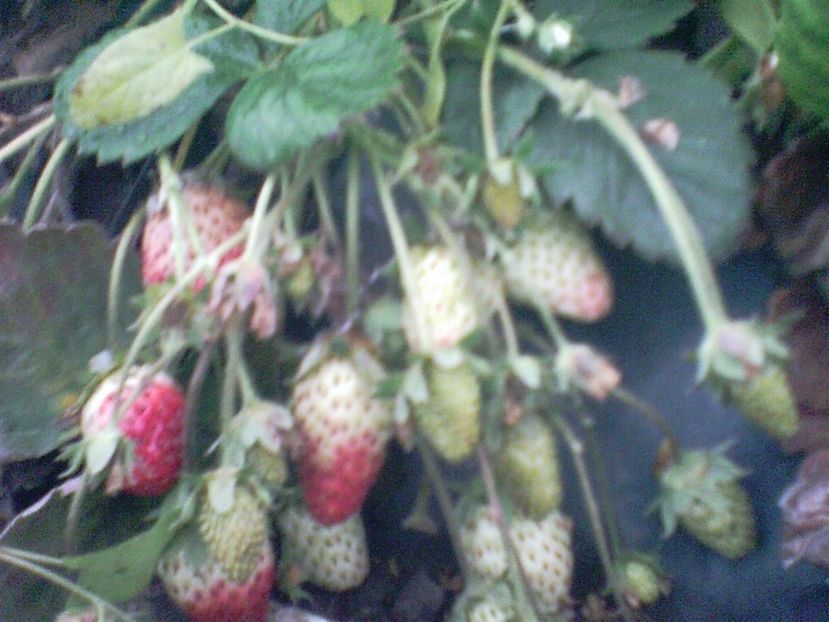 SUNP0010 - capsuni remontante