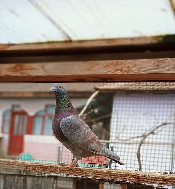  - Nu îmi aparțin 8