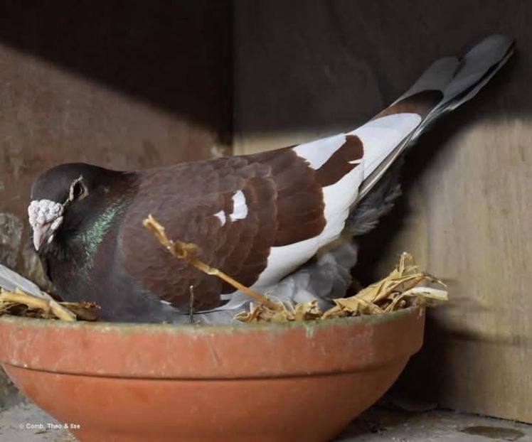  - Nu îmi aparțin 8