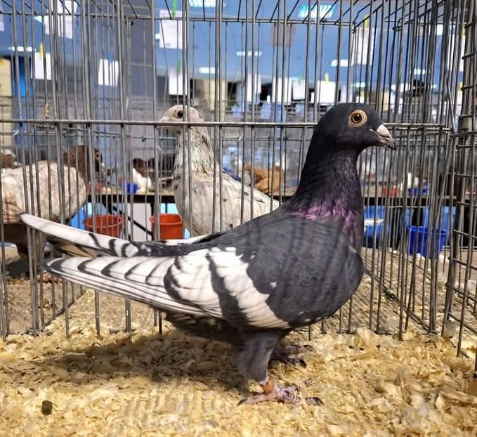  - Nu îmi aparțin 8