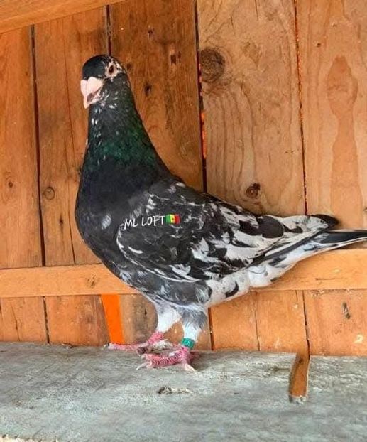  - Nu îmi aparțin 8