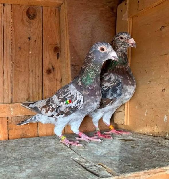  - Nu îmi aparțin 8