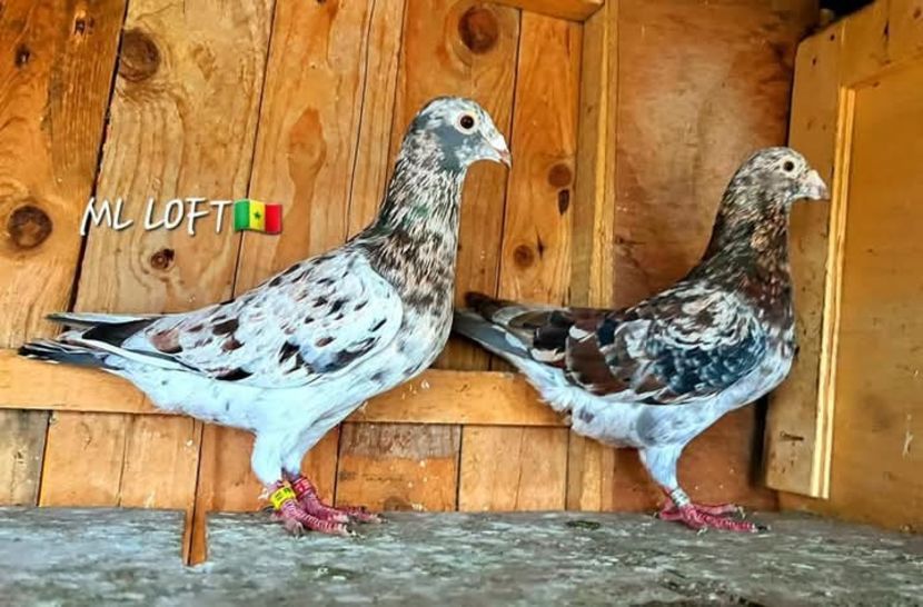  - Nu îmi aparțin 8