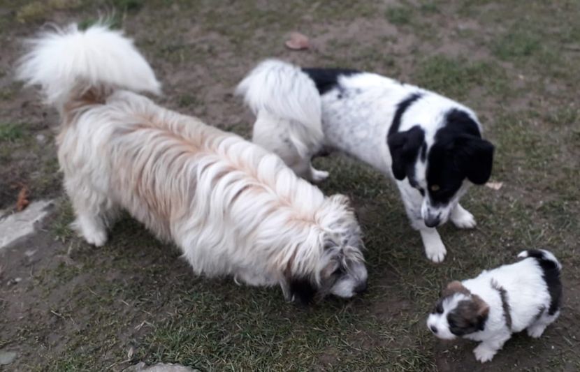 FLORA MUSTAȚĂ LA 1 AN FLORIK LA O LUNĂ - AAAAAAAA__FLORA ȘI MUSTAȚĂ