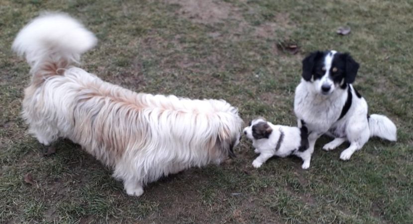 Happy Family - AAAAAAAA__FLORA ȘI MUSTAȚĂ