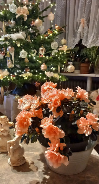  - 2024 - 04 - 2025 - 00 - Iarna