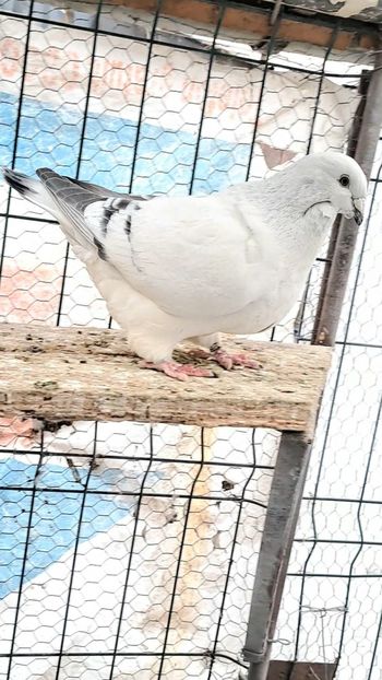 Screenshot_20241229_133403_Gallery - VOIAJOR ROMANESC DE FRUMUSETE FEMELE