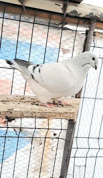 Fem 22 - VOIAJOR ROMANESC DE FRUMUSETE FEMELE