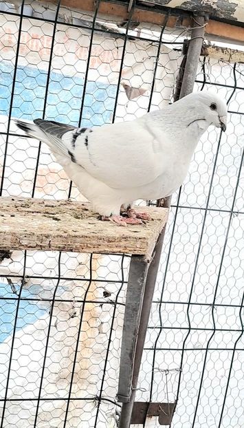 Fem 22 - VOIAJOR ROMANESC DE FRUMUSETE FEMELE