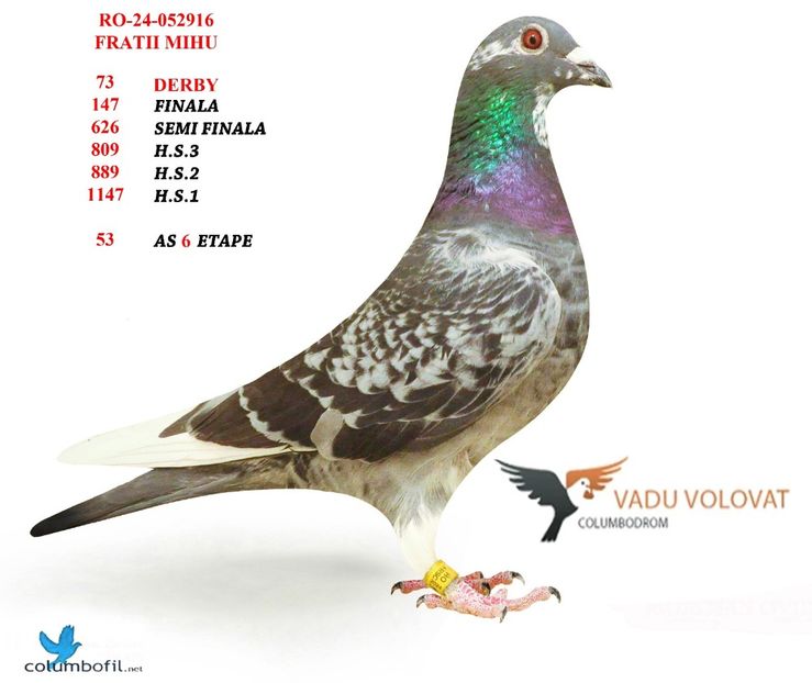  - Rezultate columbodrom 2024