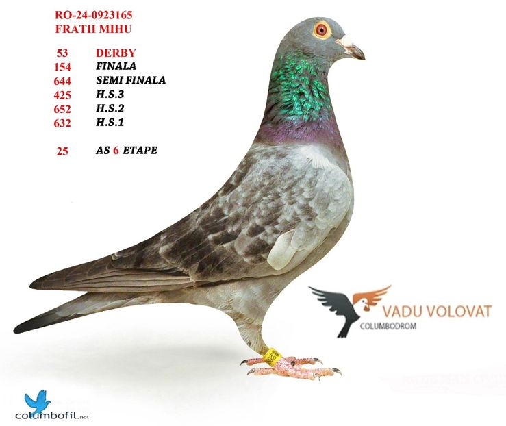  - Rezultate columbodrom 2024