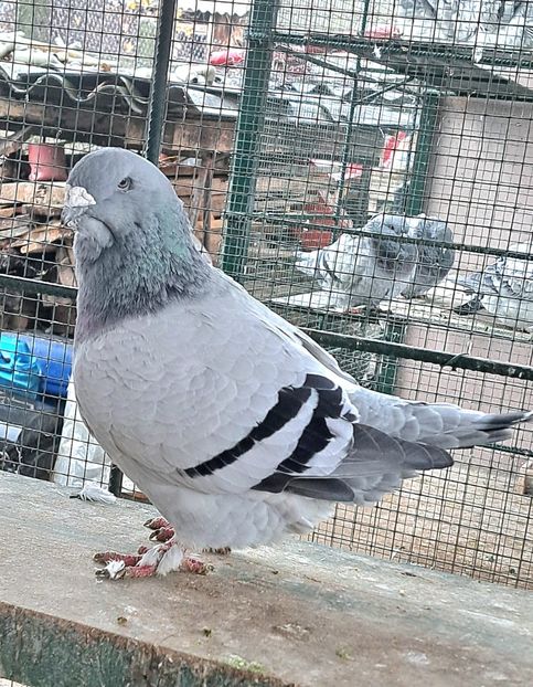  - Porumbei standard