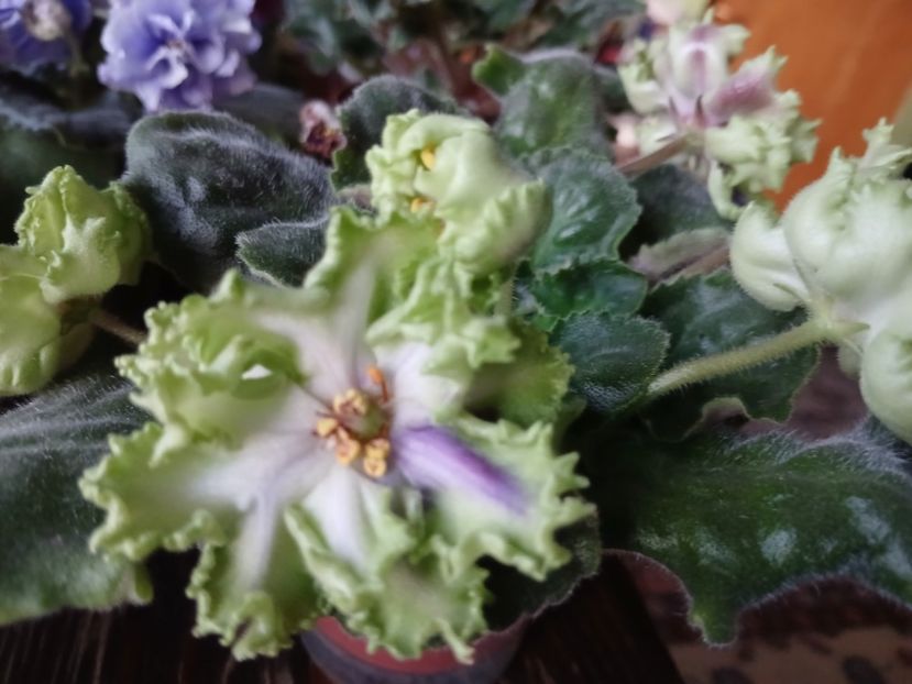  - AV Polet Vaiikirii