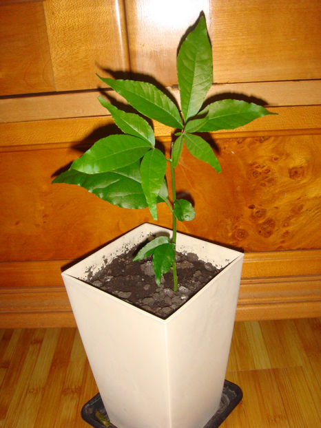 30.12.2024 - Sapotul alb