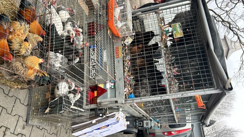 50412E27-CC68-4222-9BB1-192C19B0FAEC - Tirguri