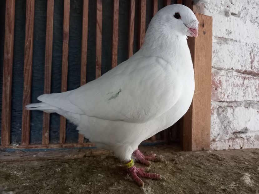 Mascul 2023 - AMERICAN GIANT HOMER MASCULI MATCĂ