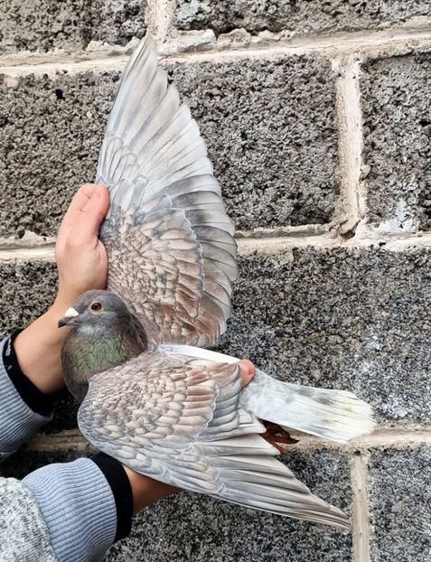  - Nu îmi aparțin 8