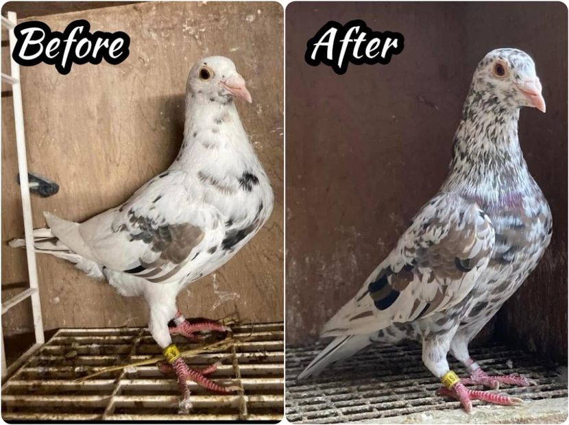  - Nu îmi aparțin 8