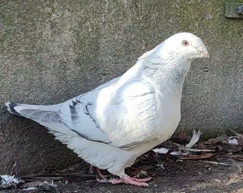 PL24-JRS48 - a- SAMCE- Males