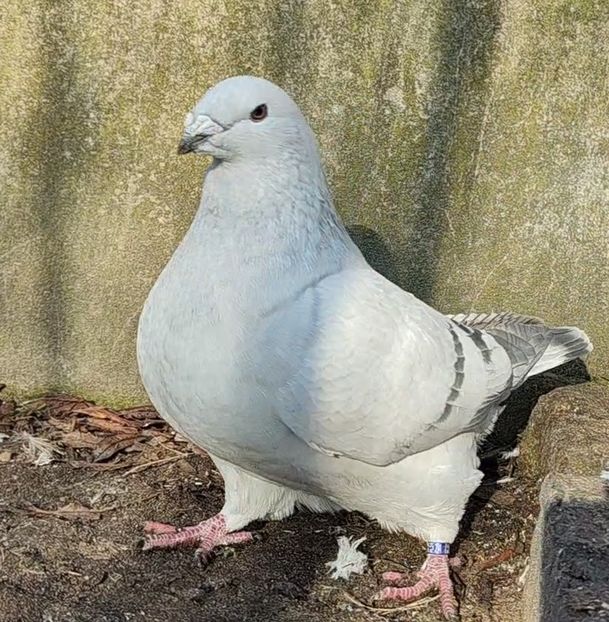 24 ® - a- SAMCE- Males