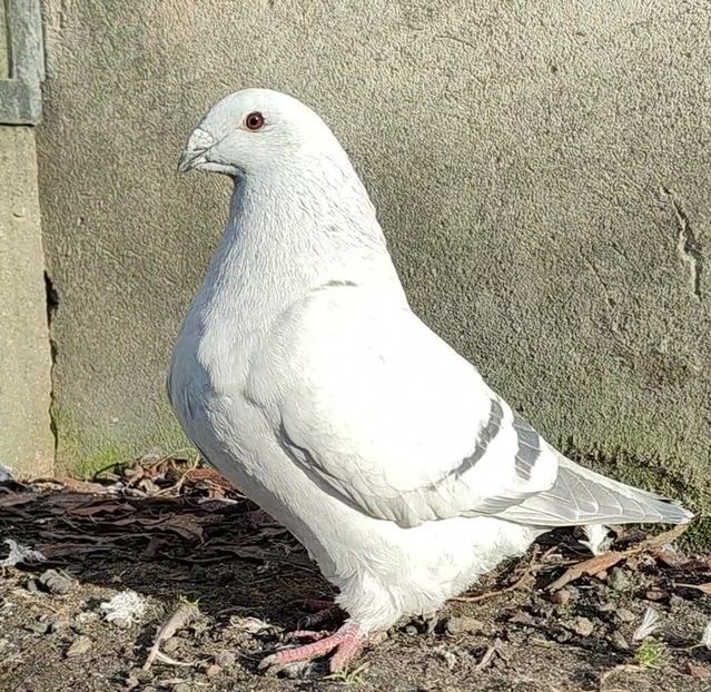 42 ® - b- SAMICZKI-Females