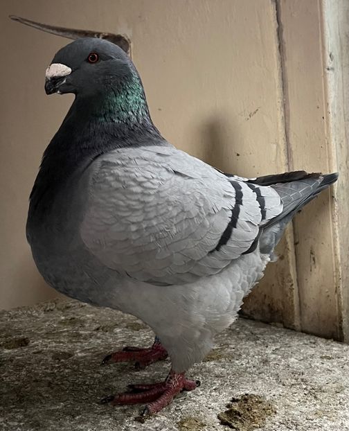 1-0 2024 - 2025- Matca Masculi