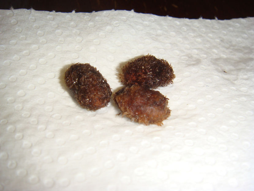 31.12.2024 - Myrciaria strigipes