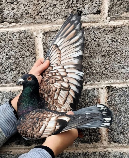  - Nu îmi aparțin 8