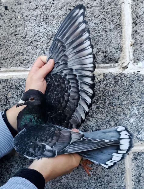  - Nu îmi aparțin 8