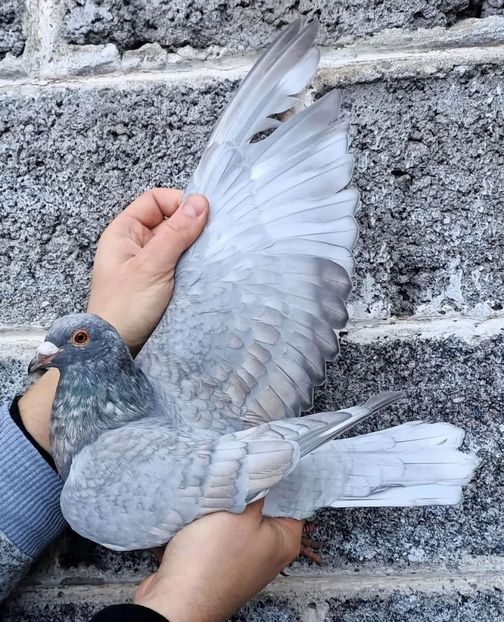  - Nu îmi aparțin 8