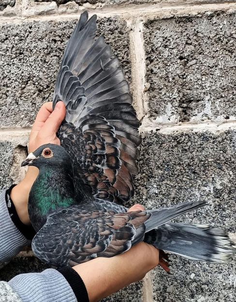  - Nu îmi aparțin 8