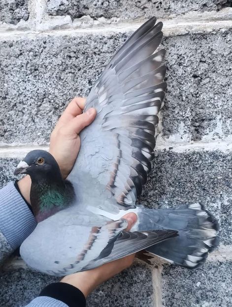  - Nu îmi aparțin 8