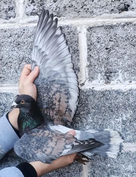  - Nu îmi aparțin 8