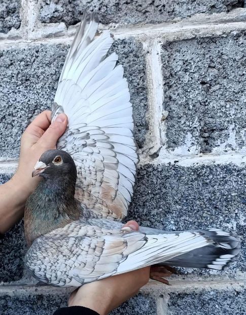  - Nu îmi aparțin 8