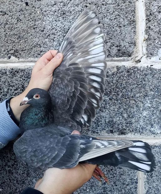  - Nu îmi aparțin 8