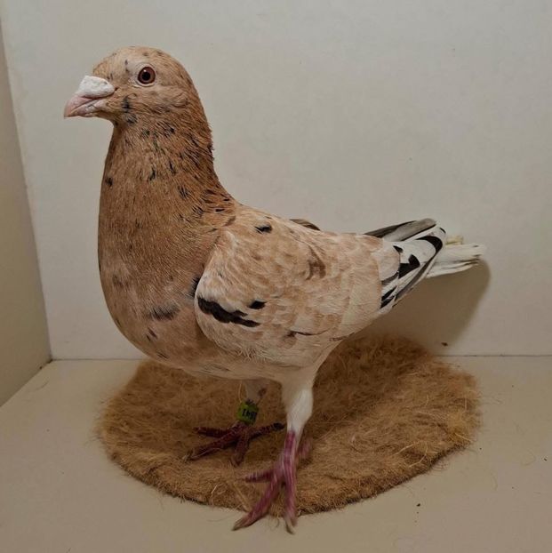  - Nu îmi aparțin 8