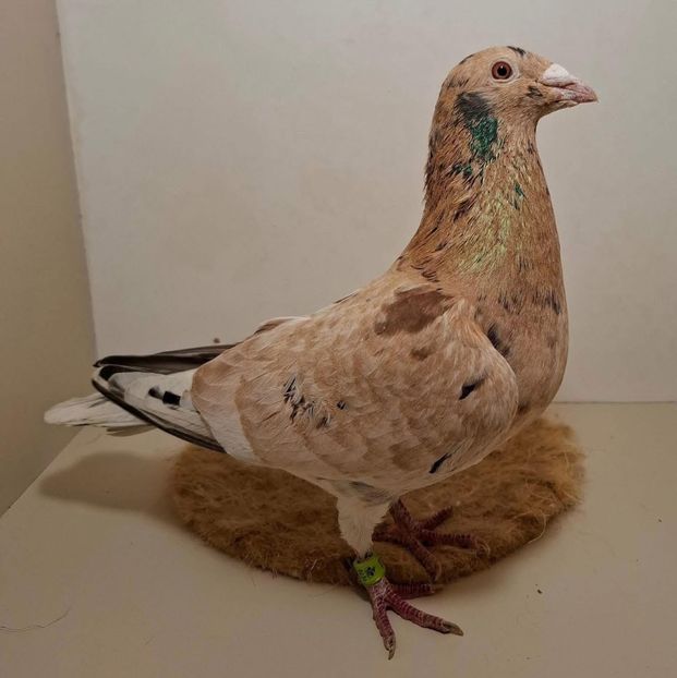  - Nu îmi aparțin 8