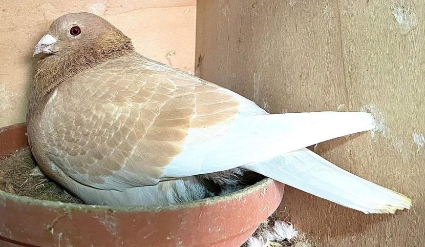  - Nu îmi aparțin 8