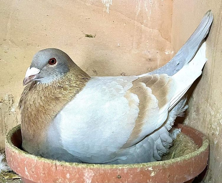  - Nu îmi aparțin 8